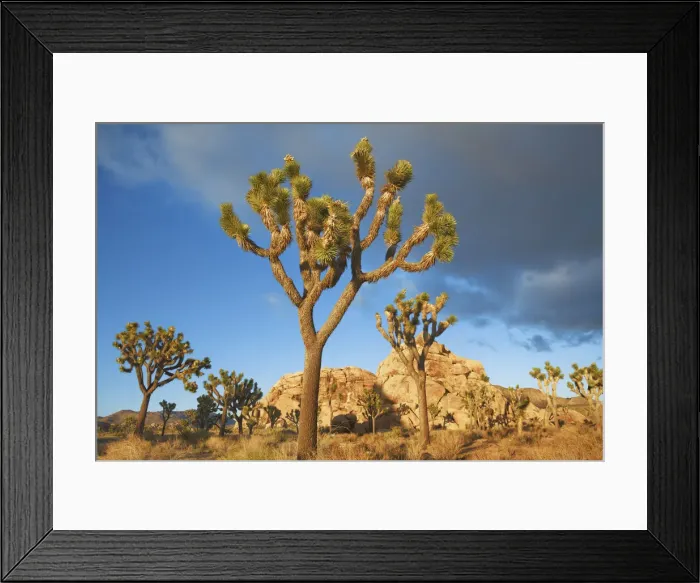 Framed Print : Joshua tree im Joshua Tree National Park - USA, California, San Bernardino Framed Print : Joshua tree im Joshua Tree National Park - USA, California, San Bernardino