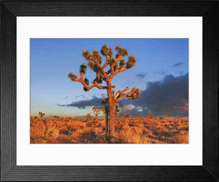 Framed Print : Joshua tree im Joshua Tree National Park - USA, California, San Bernardino