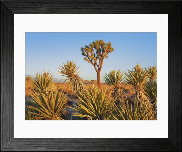 Framed Print : Joshua tree and yuccas im Joshua Tree National Park - USA, California, San Bernardino Framed Print : Joshua tree and yuccas im Joshua Tree National Park - USA, California, San Bernardino