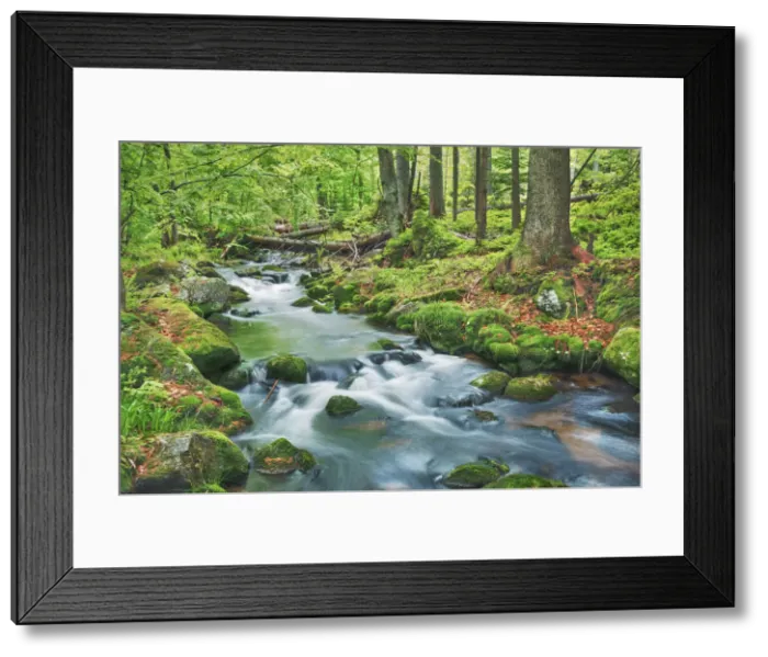 Framed Print : Forest brook through beech forest - Germany, Bavaria, Lower Bavaria, Freyung-Grafenau