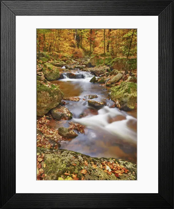 Framed Print : Forest brook in beech forest in autumn - Germany, Saxony-Anhalt, Harz, Ilsenburg Framed Print : Forest brook in beech forest in autumn - Germany, Saxony-Anhalt, Harz, Ilsenburg
