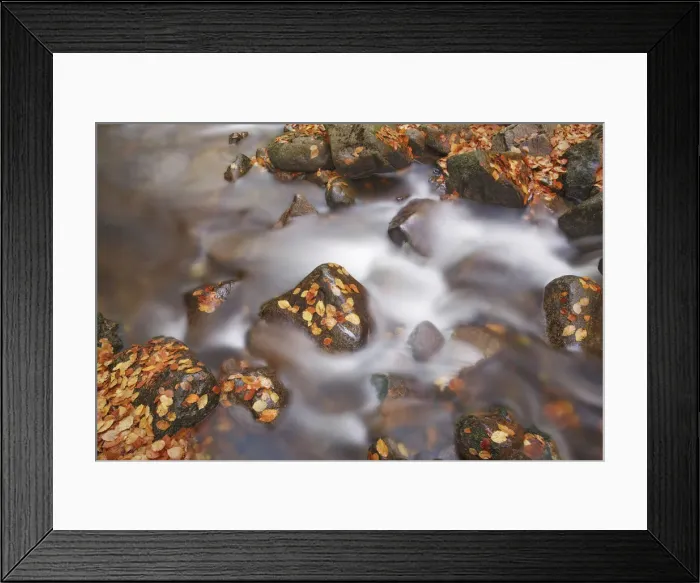 Framed Print : Forest brook with beech leaves in autumn - Germany, Saxony-Anhalt, Harz, Ilsenburg Framed Print : Forest brook with beech leaves in autumn - Germany, Saxony-Anhalt, Harz, Ilsenburg