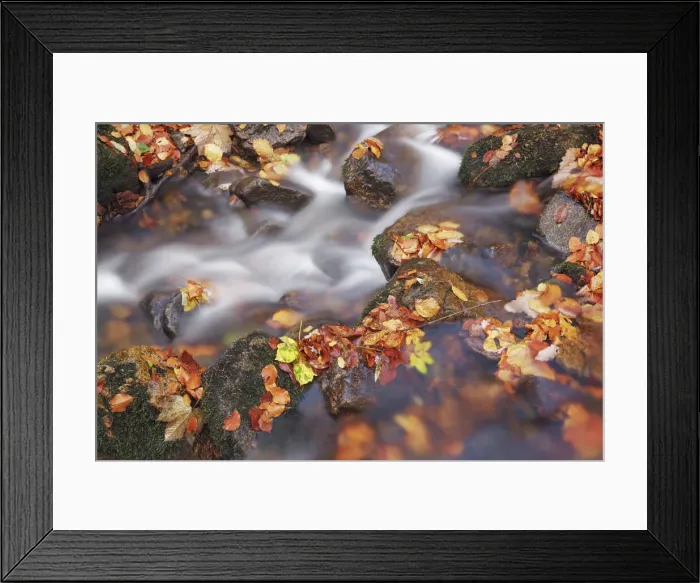 Framed Print : Forest brook with beech leaves in autumn - Germany, Saxony-Anhalt, Harz, Ilsenburg Framed Print : Forest brook with beech leaves in autumn - Germany, Saxony-Anhalt, Harz, Ilsenburg