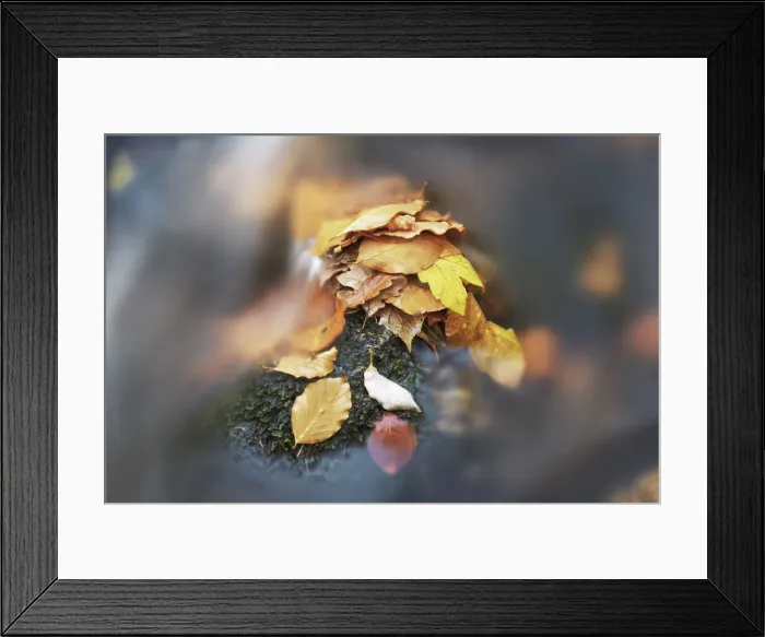 Framed Print : European beech foliage - Germany, Saxony-Anhalt, Harz, Ilsenburg, Ilse Valley Framed Print : European beech foliage - Germany, Saxony-Anhalt, Harz, Ilsenburg, Ilse Valley