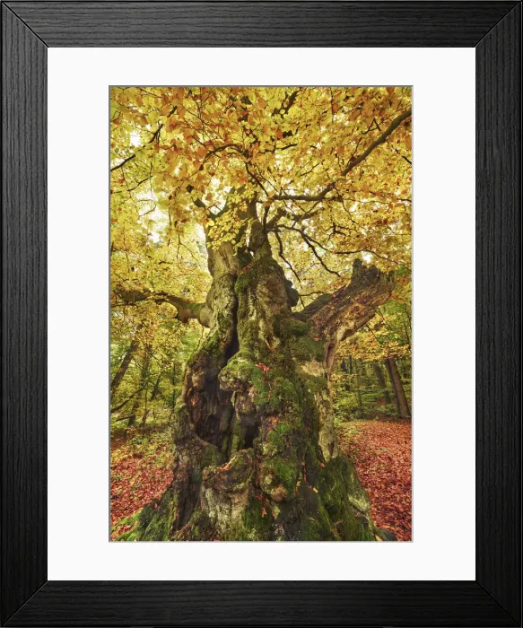Framed Print : European beech in autumn - Germany, Hessia, Kassel, Waldeck-Frankenberg, Bad Wildungen Framed Print : European beech in autumn - Germany, Hessia, Kassel, Waldeck-Frankenberg, Bad Wildungen