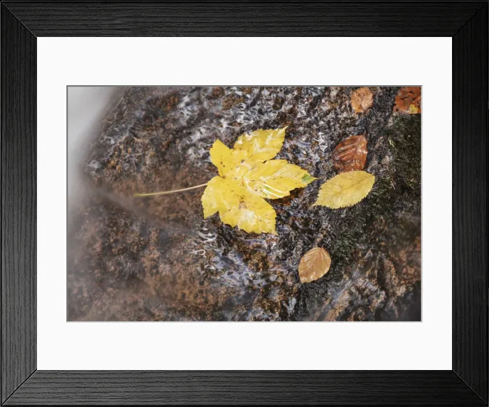 Framed Print : Forest brook with maple leaves in autumn - Germany, Saxony-Anhalt, Harz, Ilsenburg Framed Print : Forest brook with maple leaves in autumn - Germany, Saxony-Anhalt, Harz, Ilsenburg