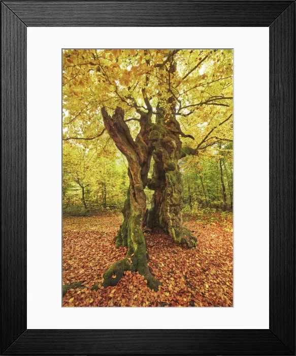 Framed Print : European beech in autumn - Germany, Hessia, Kassel, Waldeck-Frankenberg, Bad Wildungen Framed Print : European beech in autumn - Germany, Hessia, Kassel, Waldeck-Frankenberg, Bad Wildungen