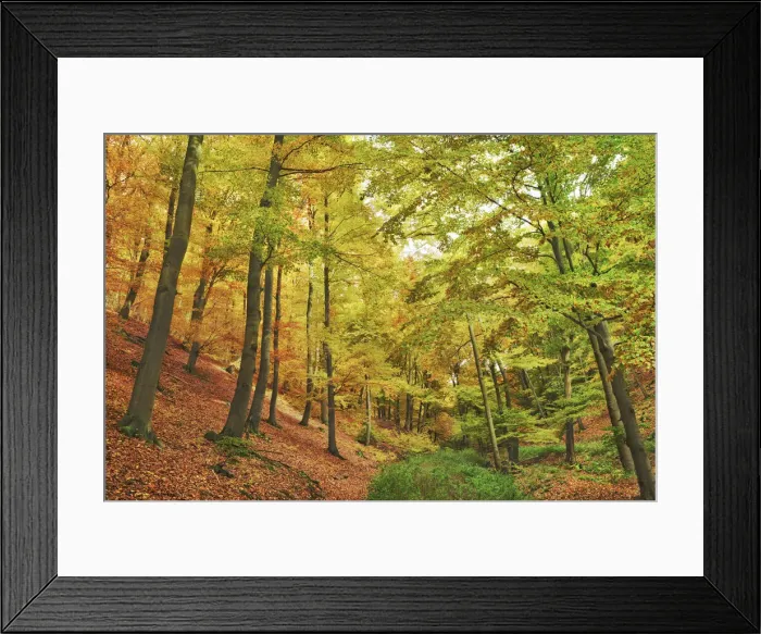 Framed Print : Beech forest in autumn - Germany, Hessia, Kassel, Waldeck-Frankenberg, Bad Wildungen Framed Print : Beech forest in autumn - Germany, Hessia, Kassel, Waldeck-Frankenberg, Bad Wildungen