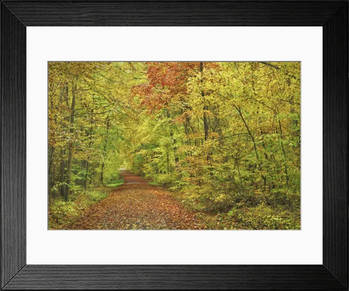 Framed Print : Hiking trail through beech forest in autumn - Germany, Bavaria, Lower Franconia, Wurzburg, Zellingen - Urspringen - Spessart Framed Print : Hiking trail through beech forest in autumn - Germany, Bavaria, Lower Franconia, Wurzburg, Zellingen - Urspringen - Spessart