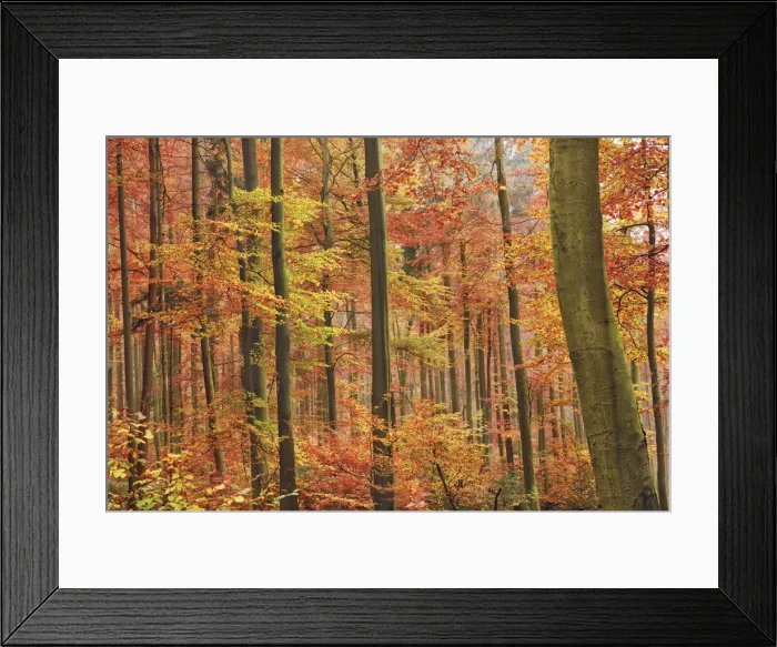 Framed Print : Beech forest in autumn - Germany, Bavaria, Lower Franconia, Aschaffenburg Framed Print : Beech forest in autumn - Germany, Bavaria, Lower Franconia, Aschaffenburg