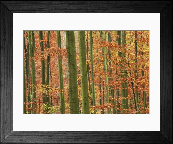 Framed Print : Beech forest in autumn - Germany, Bavaria, Lower Franconia, Aschaffenburg Framed Print : Beech forest in autumn - Germany, Bavaria, Lower Franconia, Aschaffenburg