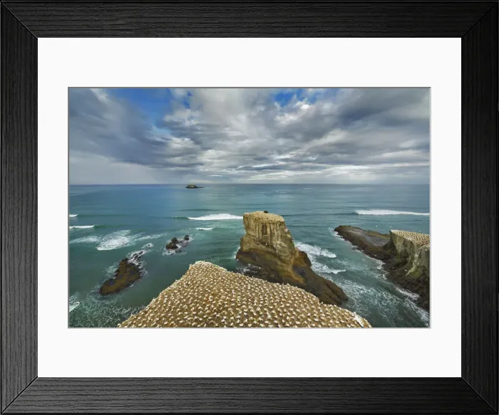 Framed Print : Breeding colony northern gannets at Muriwai Beach - New Zealand, North Island, Auckland Framed Print : Breeding colony northern gannets at Muriwai Beach - New Zealand, North Island, Auckland