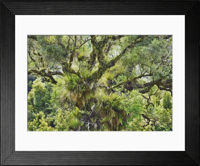 Framed Print : Temperate rainforest - New Zealand, North Island, Gisborne, Te Urewera National Park Framed Print : Temperate rainforest - New Zealand, North Island, Gisborne, Te Urewera National Park