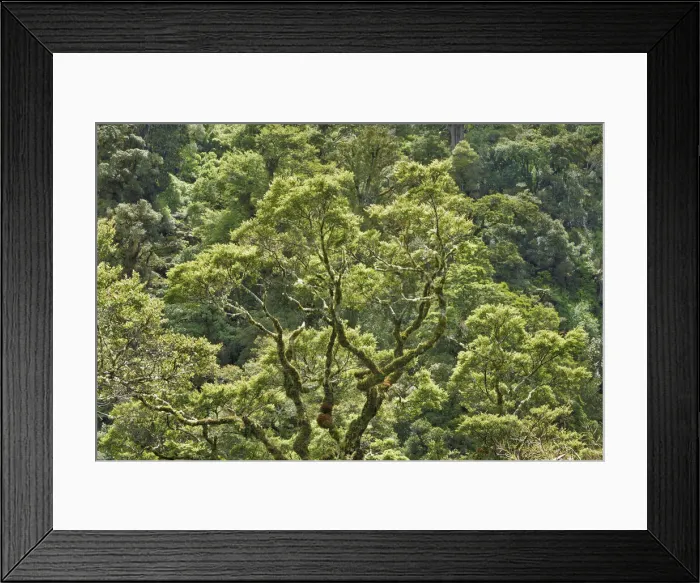 Framed Print : Temperate rainforest - New Zealand, North Island, Gisborne, Te Urewera National Park Framed Print : Temperate rainforest - New Zealand, North Island, Gisborne, Te Urewera National Park