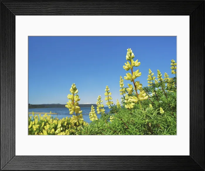 Framed Print : Lupine meadow - New Zealand, North Island, Waikato, Lake Taupo, Waitahanui Framed Print : Lupine meadow - New Zealand, North Island, Waikato, Lake Taupo, Waitahanui