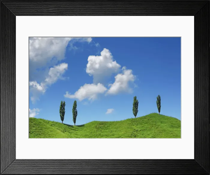 Framed Print : Poplar and clouds - New Zealand, North Island, Manawatu-Wanganui, Ruapehu Framed Print : Poplar and clouds - New Zealand, North Island, Manawatu-Wanganui, Ruapehu