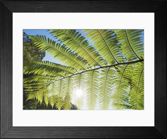 Framed Print : Silver tree fern leaf - New Zealand, North Island, Manawatu-Wanganui, Ruapehu, Waitaanga