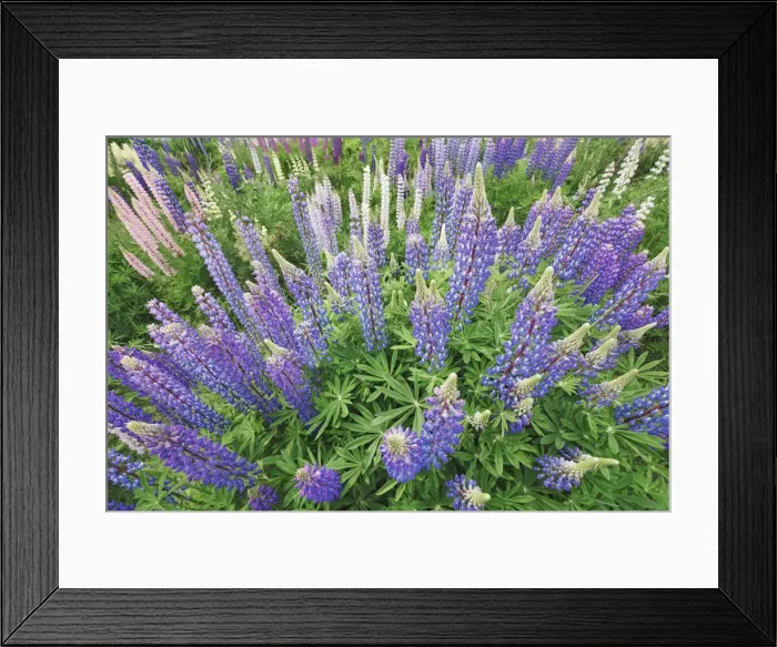 Framed Print : Lupine meadow on farmland - New Zealand, South Island, Otago, Queenstown Lakes Framed Print : Lupine meadow on farmland - New Zealand, South Island, Otago, Queenstown Lakes