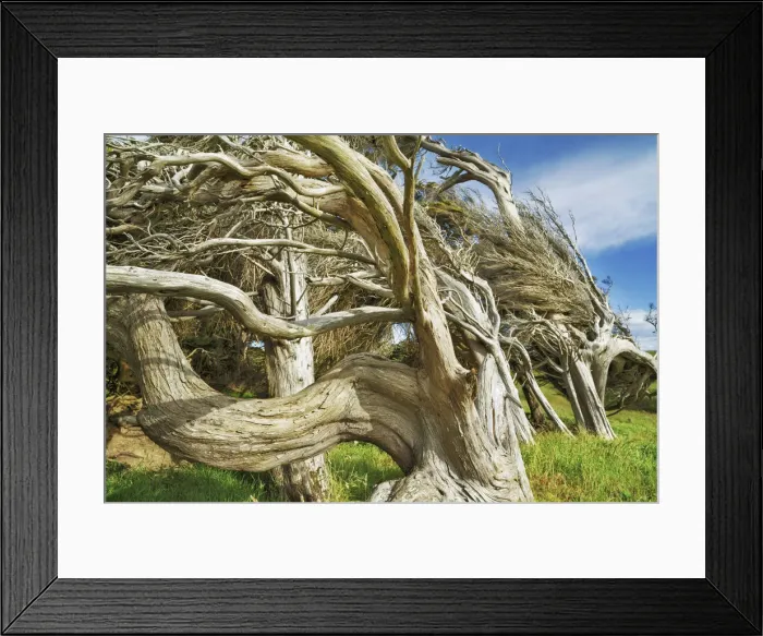 Framed Print : Windblown tree at Slope Point - New Zealand, South Island, Southland Framed Print : Windblown tree at Slope Point - New Zealand, South Island, Southland