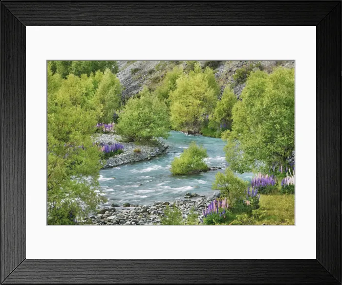 Framed Print : River landscape with willows and lupines - New Zealand, South Island, Canterbury Framed Print : River landscape with willows and lupines - New Zealand, South Island, Canterbury