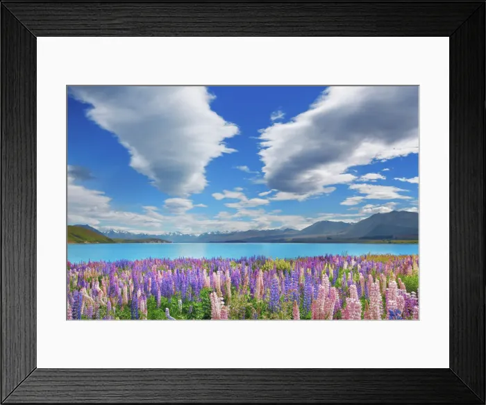 Framed Print : Lupine meadow at Lake Tekapo - New Zealand, South Island, Canterbury, Mackenzie Framed Print : Lupine meadow at Lake Tekapo - New Zealand, South Island, Canterbury, Mackenzie