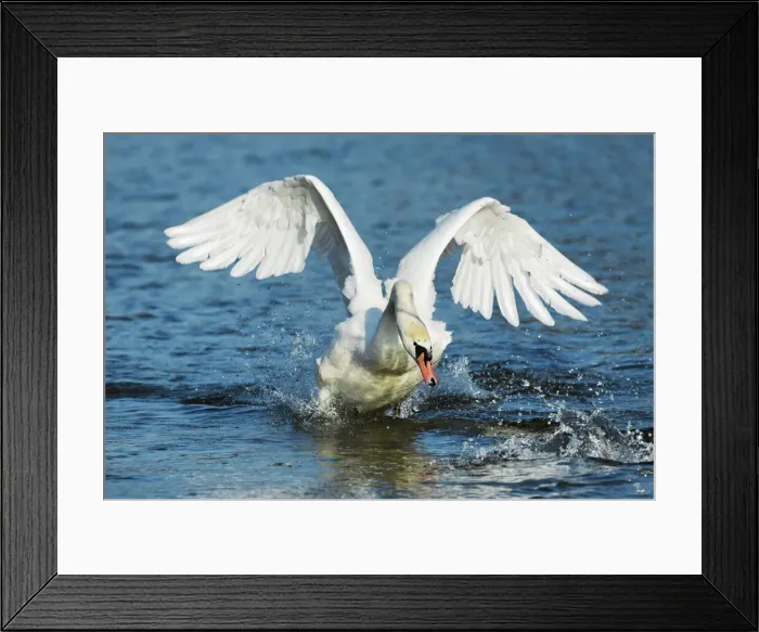Framed Print : Mute swan attacking - Germany, Bavaria, Upper Bavaria, Munich, Flaucher, Thalkirchen Framed Print : Mute swan attacking - Germany, Bavaria, Upper Bavaria, Munich, Flaucher, Thalkirchen
