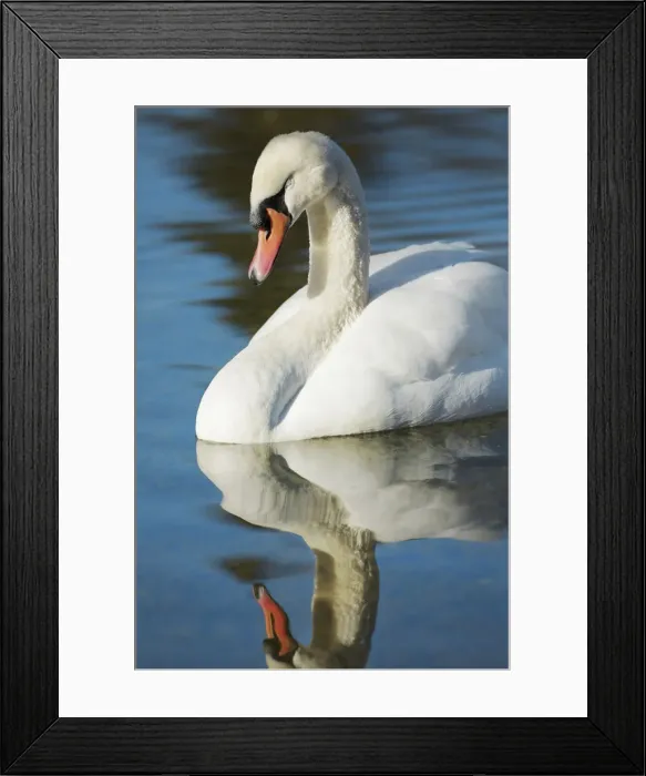 Framed Print : Mute swan resting - Germany, Bavaria, Upper Bavaria, Munich, Flaucher, Thalkirchen Framed Print : Mute swan resting - Germany, Bavaria, Upper Bavaria, Munich, Flaucher, Thalkirchen