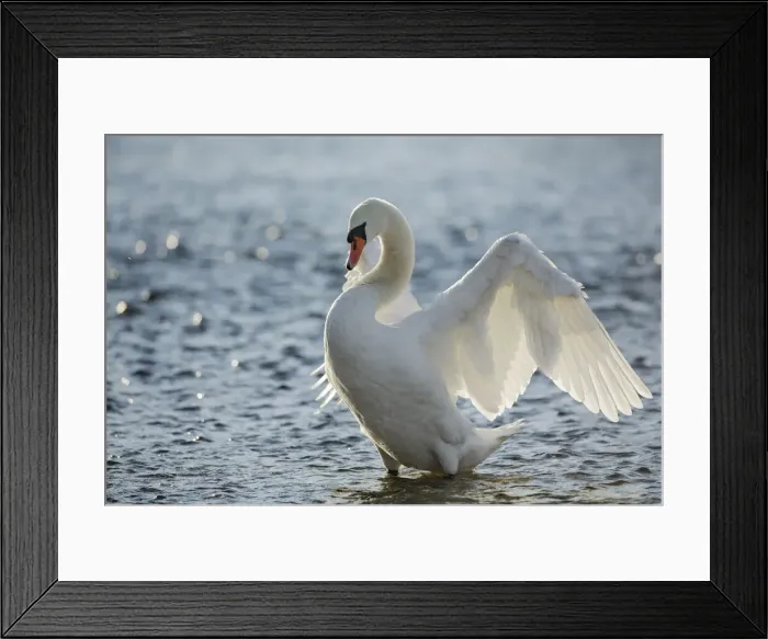 Framed Print : Mute swan flapping wings - Germany, Bavaria, Upper Bavaria, Munich, Flaucher, Thalkirchen