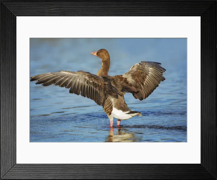 Framed Print : Graylag goose flapping wings - Germany, Bavaria, Upper Bavaria, Munich, Flaucher Framed Print : Graylag goose flapping wings - Germany, Bavaria, Upper Bavaria, Munich, Flaucher