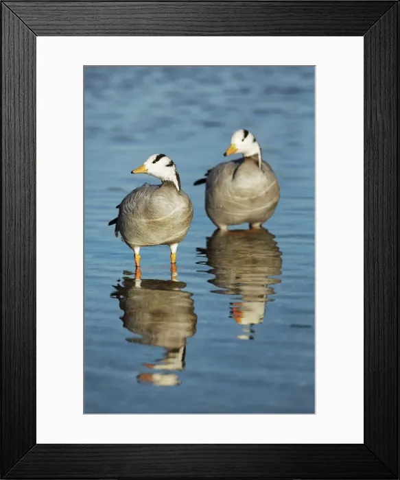 Framed Print : Bar-headed goose - Germany, Bavaria, Upper Bavaria, Munich, Flaucher, Thalkirchen
