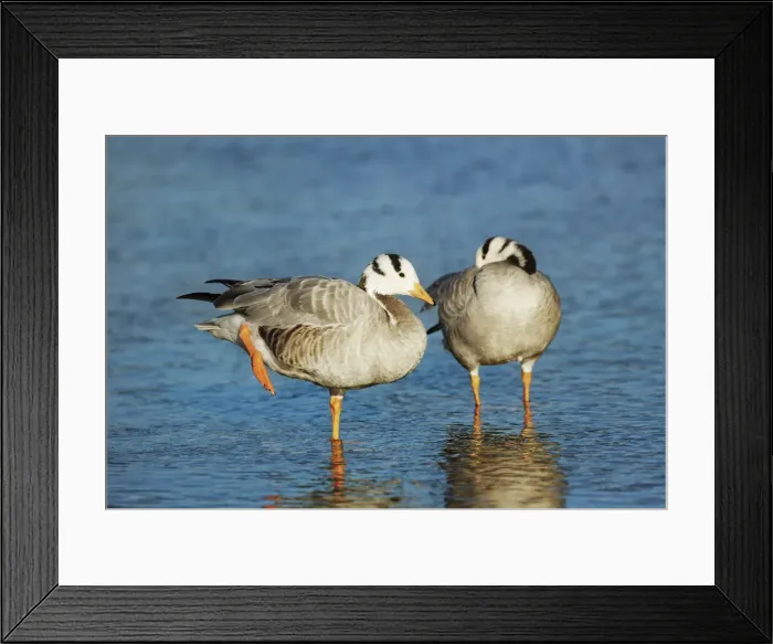 Framed Print : Bar-headed goose - Germany, Bavaria, Upper Bavaria, Munich, Flaucher, Thalkirchen Framed Print : Bar-headed goose - Germany, Bavaria, Upper Bavaria, Munich, Flaucher, Thalkirchen