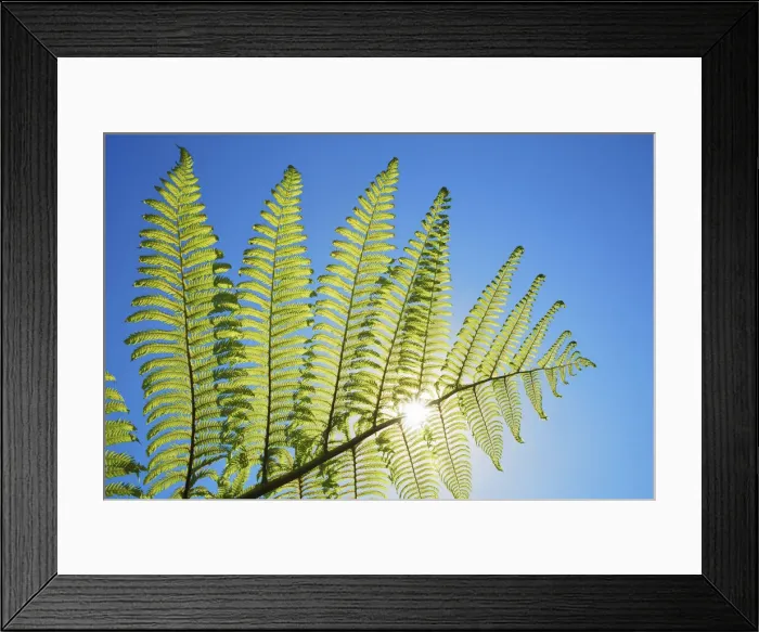 Framed Print : Silver tree fern leaf - New Zealand, South Island, West Coast, Buller, West Coast