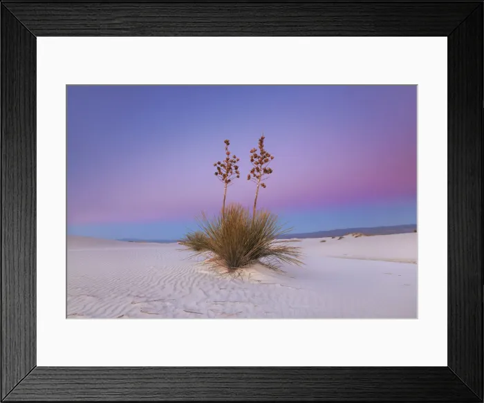 Framed Print : Yucca in White Sands - USA, New Mexico, Otero, White Sands - Chihuahua Desert Framed Print : Yucca in White Sands - USA, New Mexico, Otero, White Sands - Chihuahua Desert