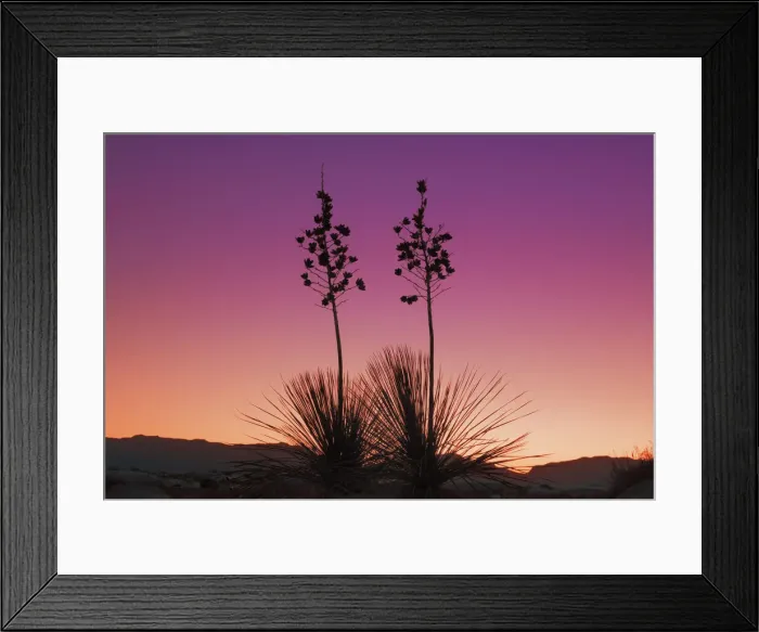 Framed Print : Yucca in White Sands - USA, New Mexico, Otero, White Sands - Chihuahua Desert Framed Print : Yucca in White Sands - USA, New Mexico, Otero, White Sands - Chihuahua Desert
