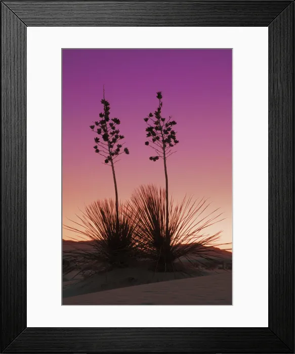 Framed Print : Yucca in White Sands - USA, New Mexico, Otero, White Sands - Chihuahua Desert Framed Print : Yucca in White Sands - USA, New Mexico, Otero, White Sands - Chihuahua Desert