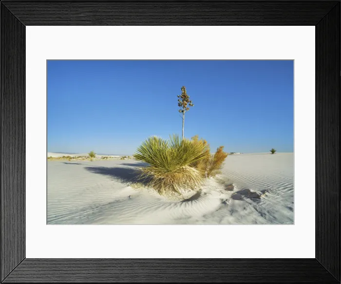 Framed Print : Gypsum desert White Sands with Yuccas - USA, New Mexico, Otero Framed Print : Gypsum desert White Sands with Yuccas - USA, New Mexico, Otero