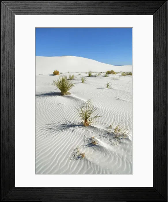 Framed Print : Gypsum desert White Sands with Yuccas - USA, New Mexico, Otero Framed Print : Gypsum desert White Sands with Yuccas - USA, New Mexico, Otero