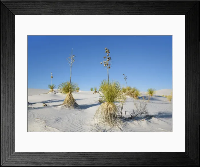 Framed Print : Gypsum desert White Sands with Yuccas - USA, New Mexico, Otero Framed Print : Gypsum desert White Sands with Yuccas - USA, New Mexico, Otero