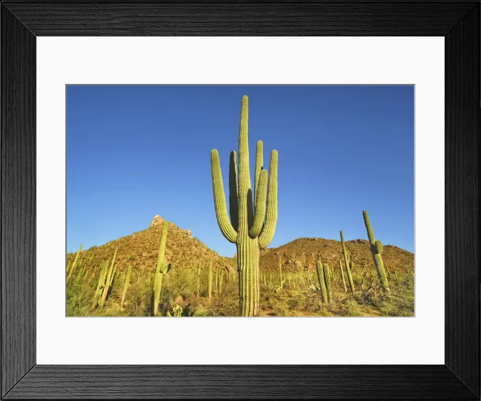 Framed Print : Saguaro - USA, Arizona, Pima, Tucson, Saguaro National Park, Saguaro West, Bajada Loop Framed Print : Saguaro - USA, Arizona, Pima, Tucson, Saguaro National Park, Saguaro West, Bajada Loop