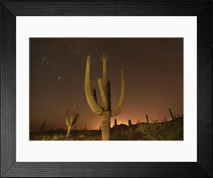 Framed Print : Saguaro and stars - USA, Arizona, Pima, Tucson, Tucson Mountain Country Park Framed Print : Saguaro and stars - USA, Arizona, Pima, Tucson, Tucson Mountain Country Park