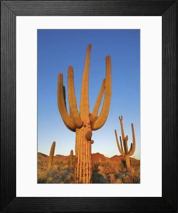 Framed Print : Saguaro - USA, Arizona, Pima, Tucson, Tucson Mountain Country Park Framed Print : Saguaro - USA, Arizona, Pima, Tucson, Tucson Mountain Country Park
