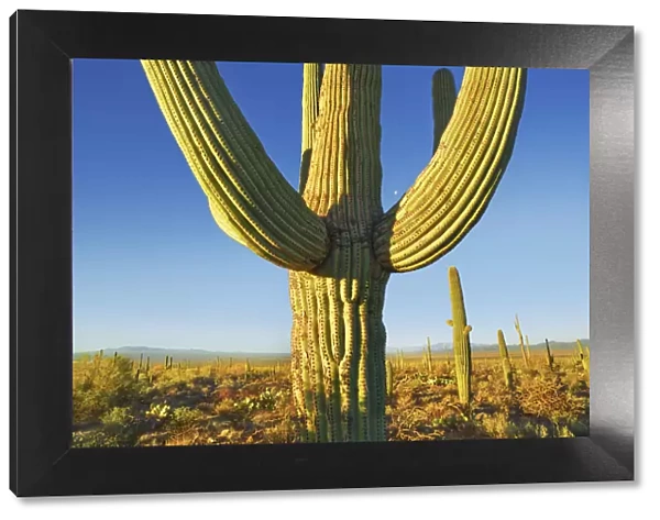 Saguaro and moon - USA, Arizona, Pima, Tucson, Tucson Mountain Country Park