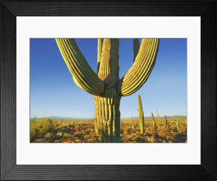 Framed Print : Saguaro and moon - USA, Arizona, Pima, Tucson, Tucson Mountain Country Park Framed Print : Saguaro and moon - USA, Arizona, Pima, Tucson, Tucson Mountain Country Park