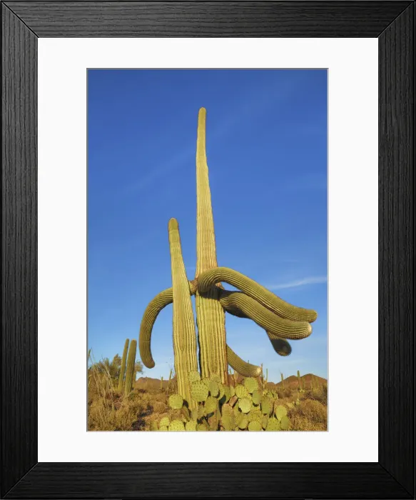 Framed Print : Saguaro and opuntias - USA, Arizona, Pima, Tucson, Tucson Mountain Country Park Framed Print : Saguaro and opuntias - USA, Arizona, Pima, Tucson, Tucson Mountain Country Park