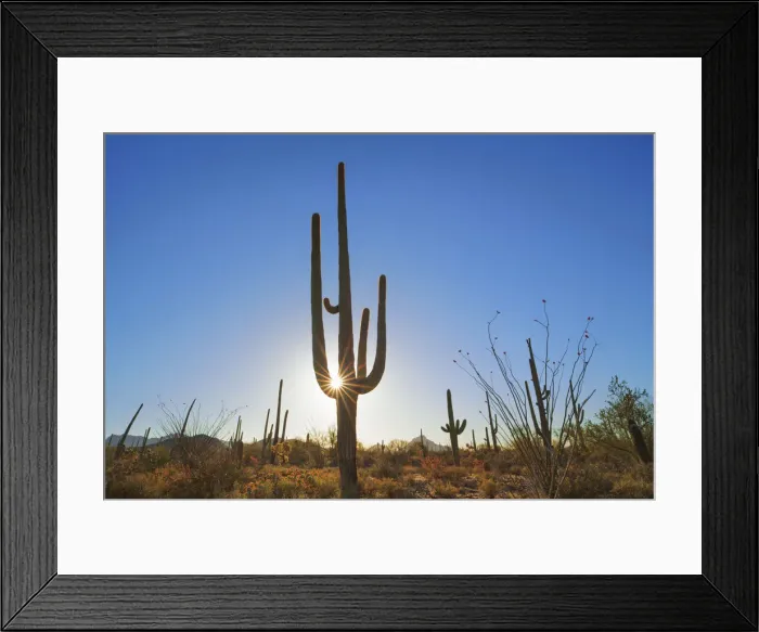 Framed Print : Saguaro and ocotillo - USA, Arizona, Pima, Tucson, Tucson Mountain Country Park