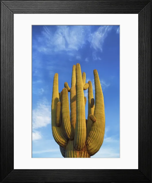 Framed Print : Saguaro - USA, Arizona, Pima, Tucson, Saguaro National Park, Saguaro East Framed Print : Saguaro - USA, Arizona, Pima, Tucson, Saguaro National Park, Saguaro East