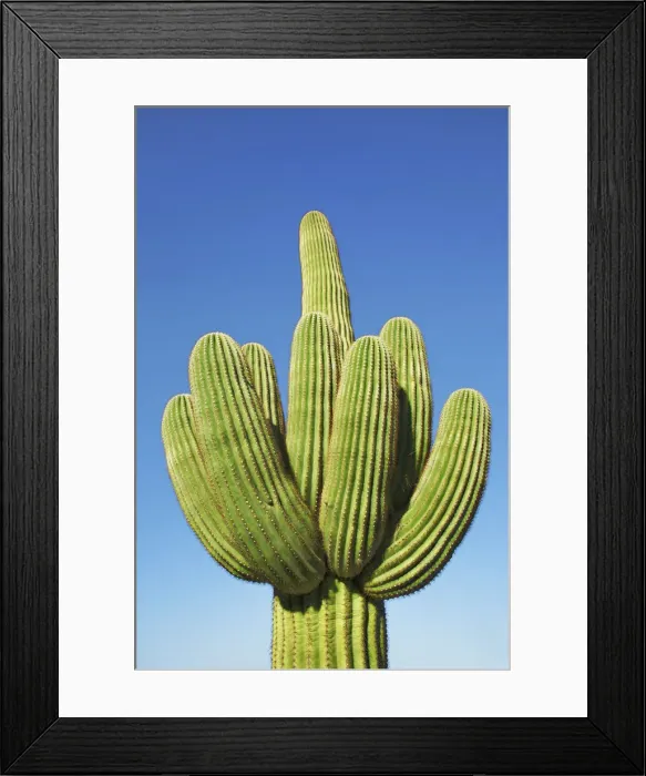 Framed Print : Saguaro - USA, Arizona, Pima, Tucson, Saguaro National Park, Saguaro East Framed Print : Saguaro - USA, Arizona, Pima, Tucson, Saguaro National Park, Saguaro East