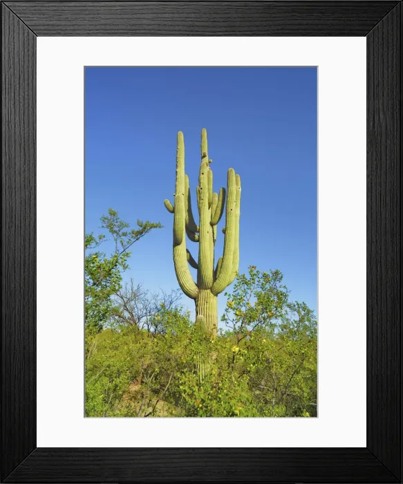 Framed Print : Saguaro - USA, Arizona, Pima, Tucson, Saguaro National Park, Saguaro East Framed Print : Saguaro - USA, Arizona, Pima, Tucson, Saguaro National Park, Saguaro East
