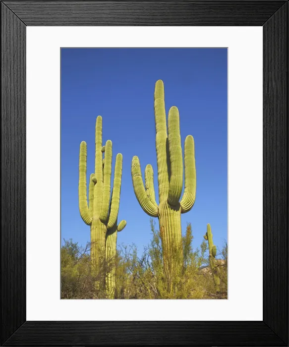 Framed Print : Saguaro - USA, Arizona, Pima, Tucson, Catalina State Park - Sonora Desert