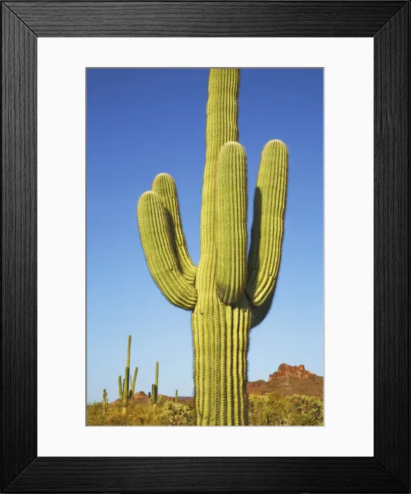 Framed Print : Saguaro - USA, Arizona, Maricopa, Phoenix, Lost Dutchman State Park - Sonora Desert Framed Print : Saguaro - USA, Arizona, Maricopa, Phoenix, Lost Dutchman State Park - Sonora Desert